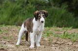 BARZOI 108